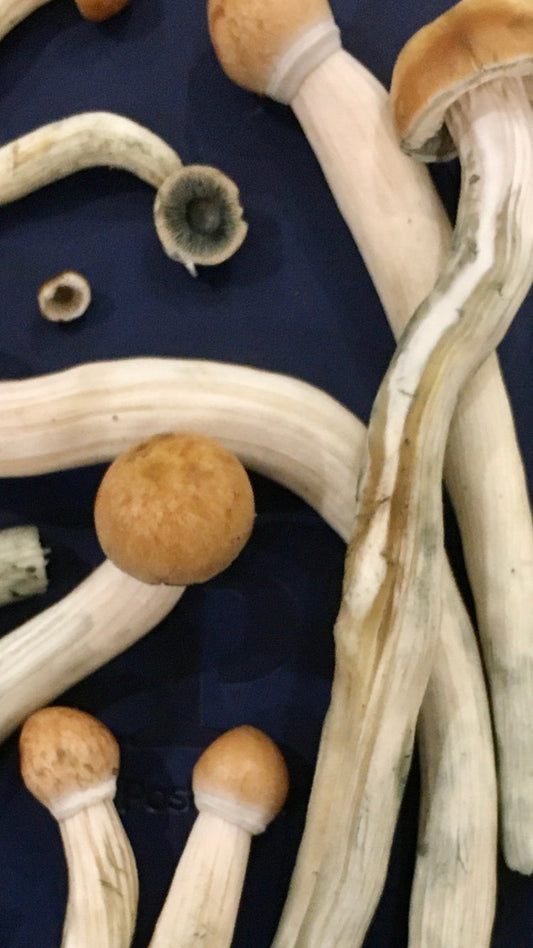 B+ Strain - 16 Capsules With a Total of 3.5 grams of Organic Mushr🍄🍄ms