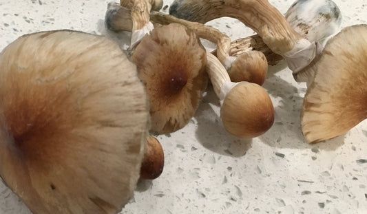 Blue Meanies - 16 Capsules With a Total of 3.5 grams of Organic Mushr🍄🍄ms