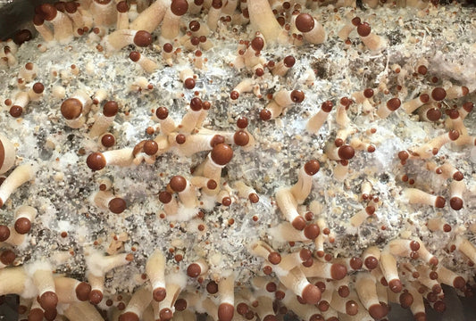 Mazapatec - 16 Capsules With a Total of 3.5 grams of Organic Mushr🍄🍄ms