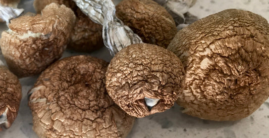 Golden Teachers - 16 Capsules With a Total of 3.5 grams of Organic Mushr🍄🍄ms