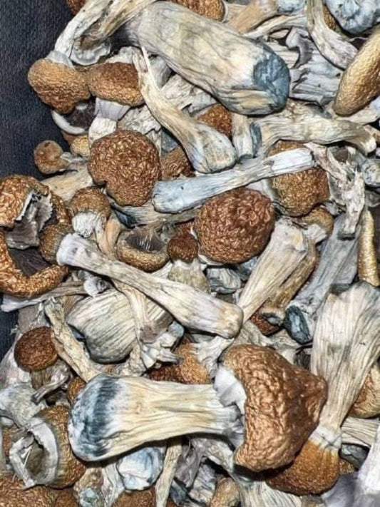 Hillbillies - 16 Capsules With a Total of 3.5 grams of Organic Mushr🍄🍄ms