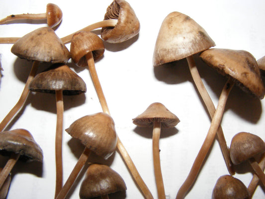 Liberty Caps - 16 Capsules With a Total of 3.5 grams of Organic Mushr🍄🍄ms